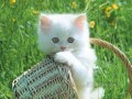 white cat baby photo